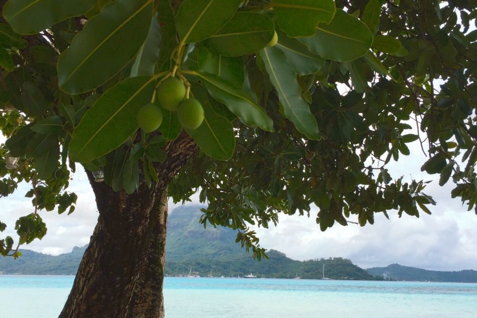 Tamanu Oil : The Heart Of TO112