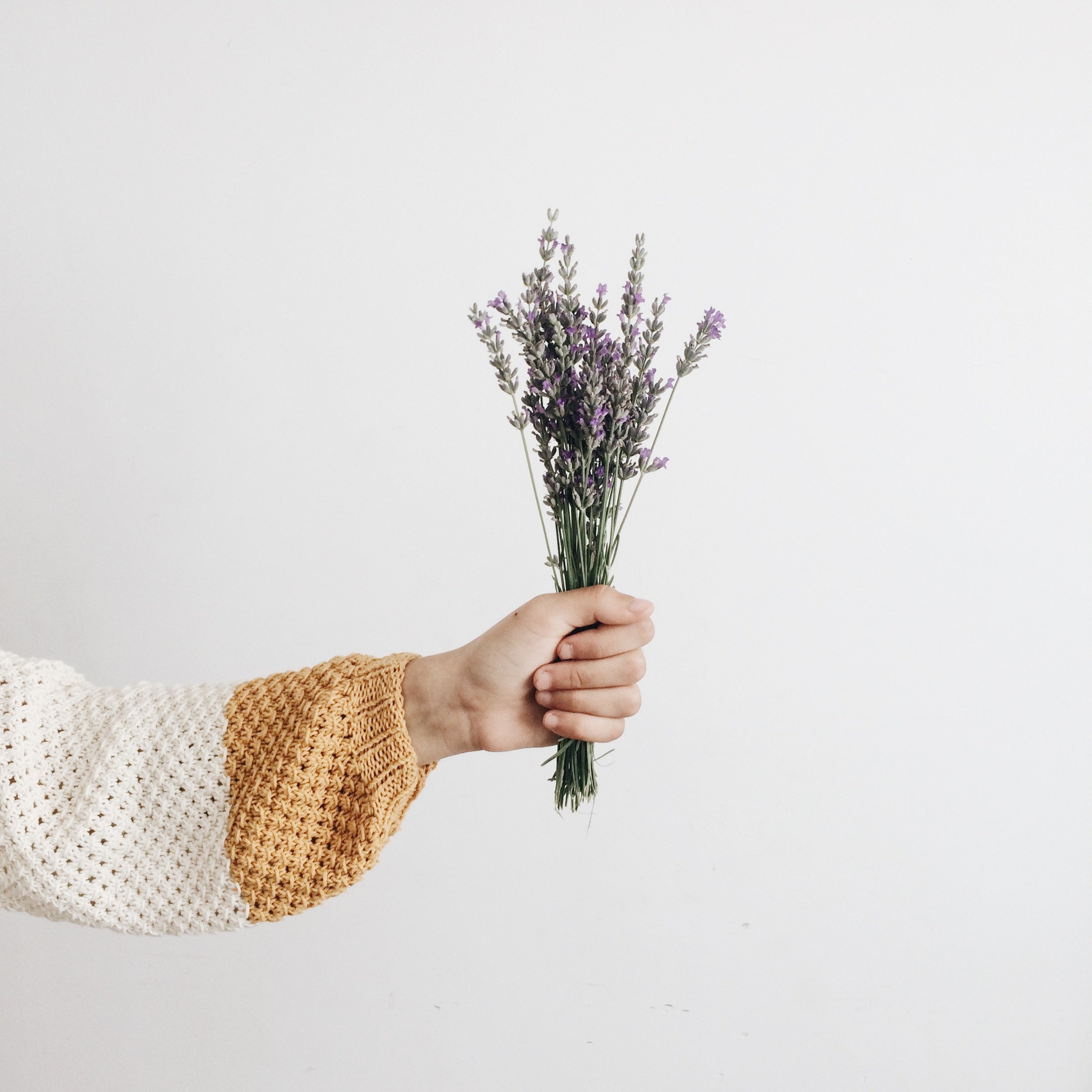 person holding bunch of dried lavender with one hand