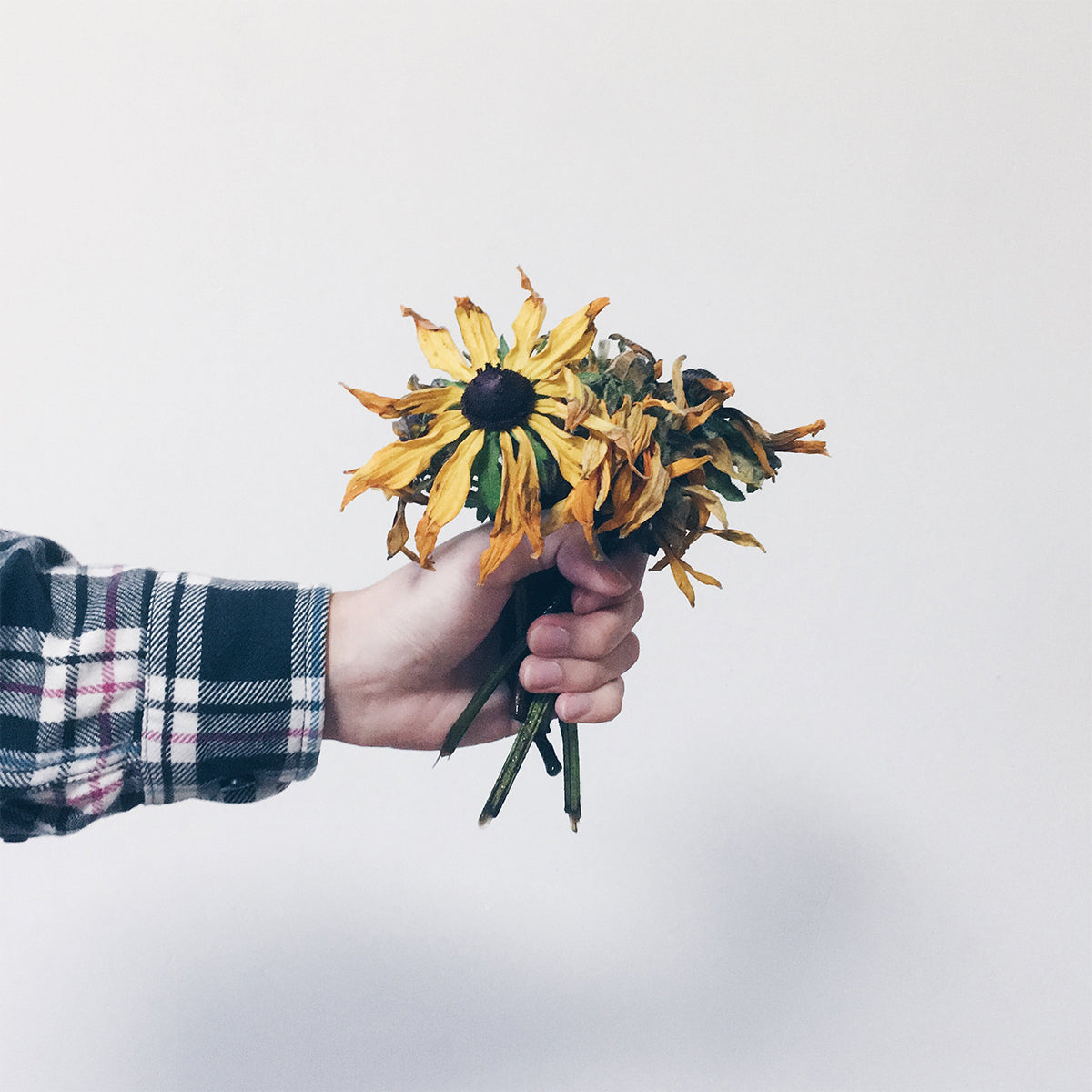 person holding wilted sun flowers with one hand