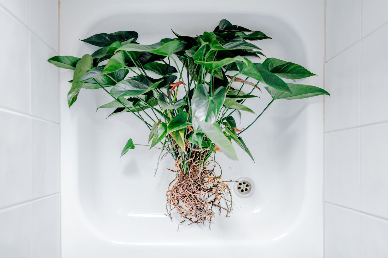 plant growing in bath tub showing roots
