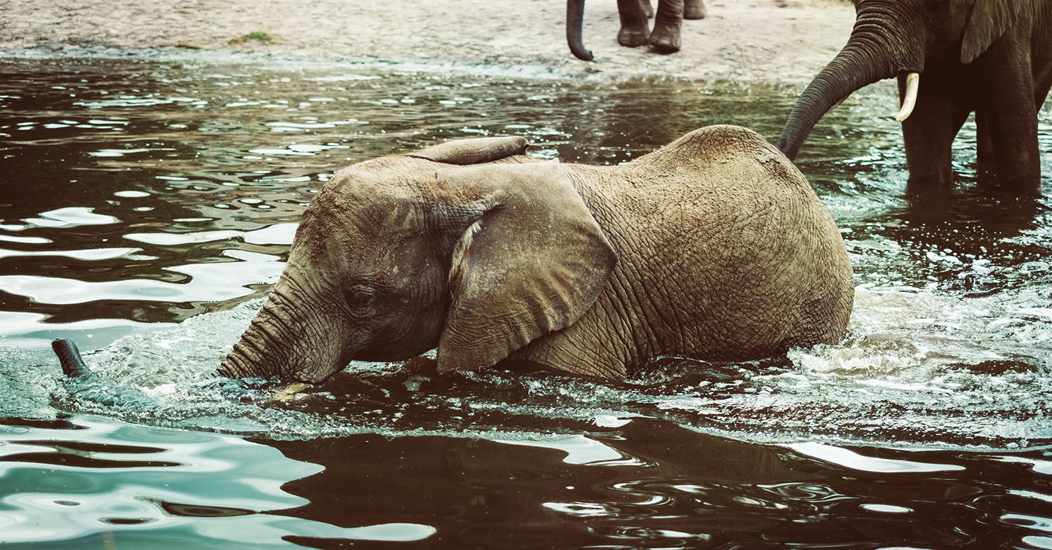 baby elephant bathing in river 